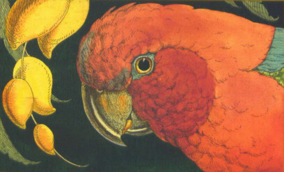 JDPM - Parrot w/Mango