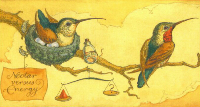 JDHB - Humming Birds