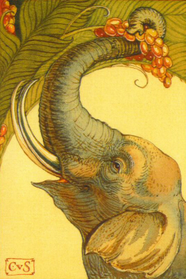 FAE - Elephant Date Palm