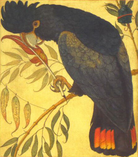 FASC - Scribe - Black Cockatoo