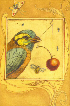 AWFC - Finch w/Cherry