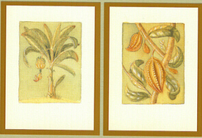 BTB - Banana/soursop